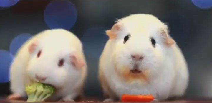 two guinea pigs, one eating a broccoli while the other one is staring into the abyss