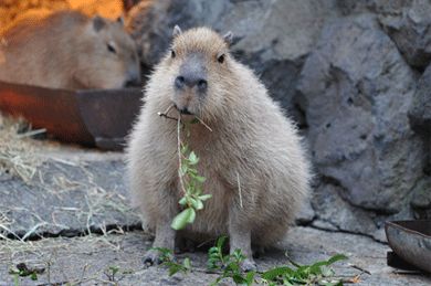 a capybara chewing on a stick and some leaves